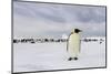 Antarctica, Snow Hill. A single adult emperor penguin stands in front of the colony.-Ellen Goff-Mounted Photographic Print