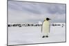 Antarctica, Snow Hill. A single adult emperor penguin stands in front of the colony.-Ellen Goff-Mounted Photographic Print