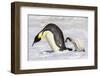 Antarctica, Snow Hill. A young chick trudges behind an adult emperor penguin.-Ellen Goff-Framed Photographic Print