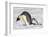 Antarctica, Snow Hill. A young chick trudges behind an adult emperor penguin.-Ellen Goff-Framed Photographic Print