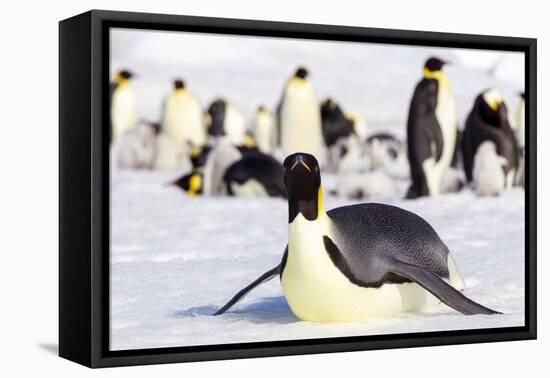 Antarctica, Snow Hill. An emperor penguin adult lies in the snow at the edge of the rookery.-Ellen Goff-Framed Stretched Canvas