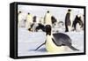 Antarctica, Snow Hill. An emperor penguin adult lies in the snow at the edge of the rookery.-Ellen Goff-Framed Stretched Canvas