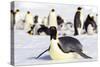 Antarctica, Snow Hill. An emperor penguin adult lies in the snow at the edge of the rookery.-Ellen Goff-Stretched Canvas