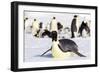 Antarctica, Snow Hill. An emperor penguin adult lies in the snow at the edge of the rookery.-Ellen Goff-Framed Photographic Print