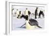 Antarctica, Snow Hill. An emperor penguin adult lies in the snow at the edge of the rookery.-Ellen Goff-Framed Photographic Print