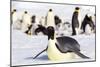 Antarctica, Snow Hill. An emperor penguin adult lies in the snow at the edge of the rookery.-Ellen Goff-Mounted Photographic Print