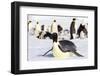 Antarctica, Snow Hill. An emperor penguin adult lies in the snow at the edge of the rookery.-Ellen Goff-Framed Photographic Print