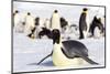 Antarctica, Snow Hill. An emperor penguin adult lies in the snow at the edge of the rookery.-Ellen Goff-Mounted Photographic Print