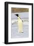 Antarctica, Snow Hill. An emperor penguin adult stands by itself vocalizing-Ellen Goff-Framed Photographic Print