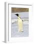 Antarctica, Snow Hill. An emperor penguin adult stands by itself vocalizing-Ellen Goff-Framed Photographic Print