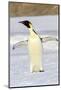 Antarctica, Snow Hill. An emperor penguin adult stands by itself vocalizing-Ellen Goff-Mounted Photographic Print
