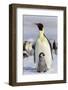 Antarctica, Snow Hill. An emperor penguin chick interacts with its parent, hoping to get fed.-Ellen Goff-Framed Photographic Print