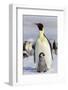 Antarctica, Snow Hill. An emperor penguin chick interacts with its parent, hoping to get fed.-Ellen Goff-Framed Photographic Print