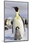 Antarctica, Snow Hill. An emperor penguin chick interacts with its parent, hoping to get fed.-Ellen Goff-Mounted Photographic Print