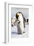 Antarctica, Snow Hill. An emperor penguin chick interacts with its parent, hoping to get fed.-Ellen Goff-Framed Photographic Print