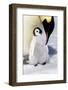 Antarctica, Snow Hill. An emperor penguin chick is tended to by its parent.-Ellen Goff-Framed Photographic Print