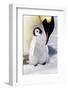 Antarctica, Snow Hill. An emperor penguin chick is tended to by its parent.-Ellen Goff-Framed Photographic Print