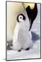 Antarctica, Snow Hill. An emperor penguin chick is tended to by its parent.-Ellen Goff-Mounted Photographic Print