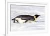 Antarctica, Snow Hill. An emperor penguin propels itself on its belly with its feet-Ellen Goff-Framed Photographic Print