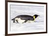 Antarctica, Snow Hill. An emperor penguin propels itself on its belly with its feet-Ellen Goff-Framed Photographic Print