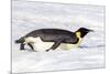 Antarctica, Snow Hill. An emperor penguin propels itself on its belly with its feet-Ellen Goff-Mounted Photographic Print