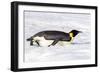 Antarctica, Snow Hill. An emperor penguin propels itself on its belly with its feet-Ellen Goff-Framed Photographic Print