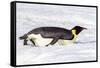 Antarctica, Snow Hill. An emperor penguin propels itself on its belly with its feet-Ellen Goff-Framed Stretched Canvas