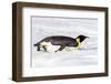 Antarctica, Snow Hill. An emperor penguin propels itself on its belly with its feet-Ellen Goff-Framed Photographic Print