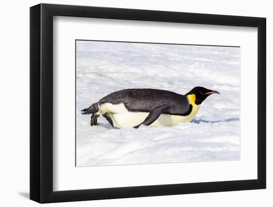 Antarctica, Snow Hill. An emperor penguin propels itself on its belly with its feet-Ellen Goff-Framed Photographic Print