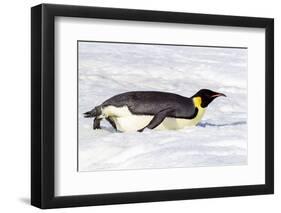 Antarctica, Snow Hill. An emperor penguin propels itself on its belly with its feet-Ellen Goff-Framed Photographic Print