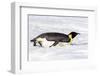 Antarctica, Snow Hill. An emperor penguin propels itself on its belly with its feet-Ellen Goff-Framed Photographic Print