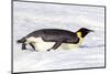 Antarctica, Snow Hill. An emperor penguin propels itself on its belly with its feet-Ellen Goff-Mounted Photographic Print