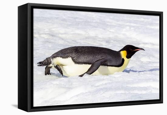 Antarctica, Snow Hill. An emperor penguin propels itself on its belly with its feet-Ellen Goff-Framed Stretched Canvas