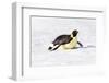 Antarctica, Snow Hill. An emperor penguin propels itself on its belly-Ellen Goff-Framed Photographic Print