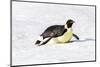 Antarctica, Snow Hill. An emperor penguin propels itself on its belly-Ellen Goff-Mounted Photographic Print