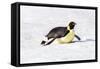 Antarctica, Snow Hill. An emperor penguin propels itself on its belly-Ellen Goff-Framed Stretched Canvas