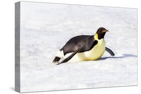 Antarctica, Snow Hill. An emperor penguin propels itself on its belly-Ellen Goff-Stretched Canvas