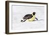 Antarctica, Snow Hill. An emperor penguin propels itself on its belly-Ellen Goff-Framed Photographic Print