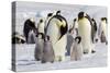 Antarctica, Snow Hill. Emperor penguin chicks stand near an adult in the hopes of being fed.-Ellen Goff-Stretched Canvas