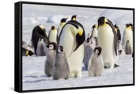Antarctica, Snow Hill. Emperor penguin chicks stand near an adult in the hopes of being fed.-Ellen Goff-Framed Stretched Canvas