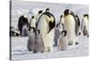 Antarctica, Snow Hill. Emperor penguin chicks stand near an adult in the hopes of being fed.-Ellen Goff-Stretched Canvas