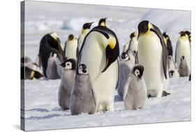Antarctica, Snow Hill. Emperor penguin chicks stand near an adult in the hopes of being fed.-Ellen Goff-Stretched Canvas