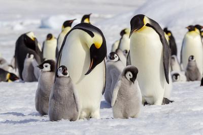 https://imgc.allpostersimages.com/img/posters/antarctica-snow-hill-emperor-penguin-chicks-stand-near-an-adult-in-the-hopes-of-being-fed_u-L-Q1IK3ON0.jpg?artPerspective=n