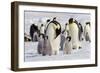 Antarctica, Snow Hill. Emperor penguin chicks stand near an adult in the hopes of being fed.-Ellen Goff-Framed Photographic Print