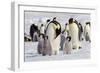 Antarctica, Snow Hill. Emperor penguin chicks stand near an adult in the hopes of being fed.-Ellen Goff-Framed Photographic Print