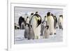 Antarctica, Snow Hill. Emperor penguin chicks stand near an adult in the hopes of being fed.-Ellen Goff-Framed Photographic Print