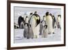 Antarctica, Snow Hill. Emperor penguin chicks stand near an adult in the hopes of being fed.-Ellen Goff-Framed Photographic Print