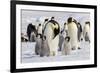 Antarctica, Snow Hill. Emperor penguin chicks stand near an adult in the hopes of being fed.-Ellen Goff-Framed Photographic Print