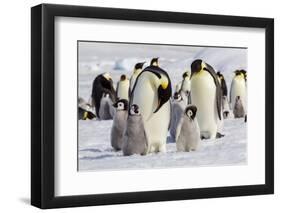 Antarctica, Snow Hill. Emperor penguin chicks stand near an adult in the hopes of being fed.-Ellen Goff-Framed Photographic Print