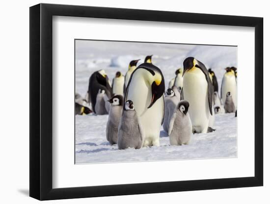 Antarctica, Snow Hill. Emperor penguin chicks stand near an adult in the hopes of being fed.-Ellen Goff-Framed Photographic Print